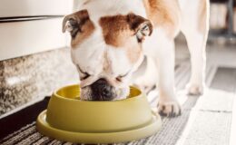 Guide pour identifier des aliments de qualité supérieure pour chiens